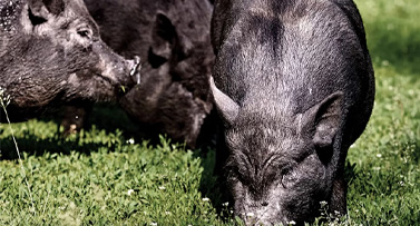 祝之山  让生态农味走进日常餐桌